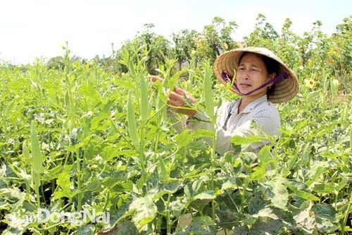 Gieo trồng hơn 58 ngàn ha vụ hè thu
