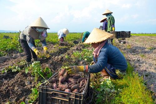 Phú Thiện: Nông dân trồng khoai lãi lớn