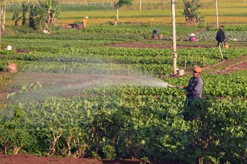 Ổn định cuộc sống nhờ canh tác rau màu
