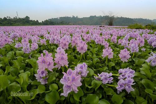 Vẻ đẹp hoa lục bình trong lòng hồ Đồng Tuyển