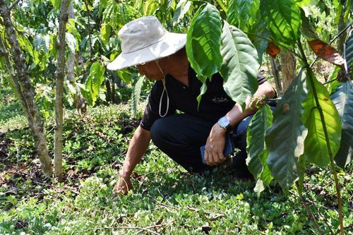 Chuyện chưa kể về cà phê mật ong Di Linh