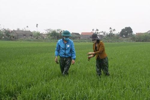 Bám sát đồng ruộng, ứng phó sớm với nguy cơ bùng phát sâu, bệnh trên lúa đông xuân