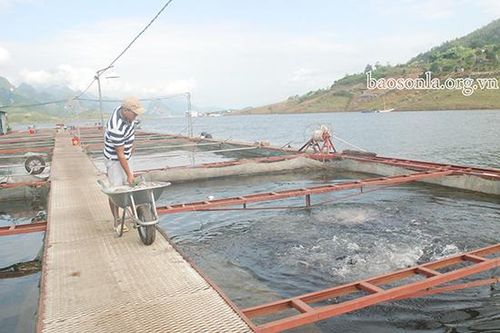 Nâng cao vị thế kinh tế tập thể trong phát triển kinh tế - xã hội của tỉnh