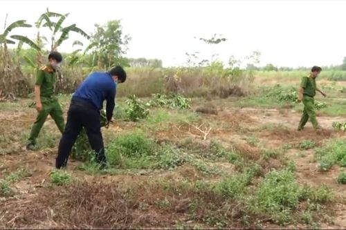 Vườn bưởi trị giá 2 tỷ đồng bị kẻ gian chặt phá