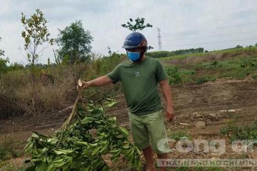 Vườn bưởi rộng gần 7.000 mét vuông bị kẻ lạ chặt nát