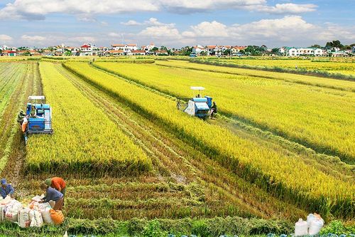 Đến hết quý I-2020, dồn điền đổi thửa được gần 79.500ha