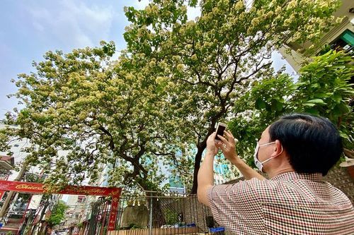 Cây hoa bún: 'Báu vật' 300 năm tuổi của làng Đình Thôn