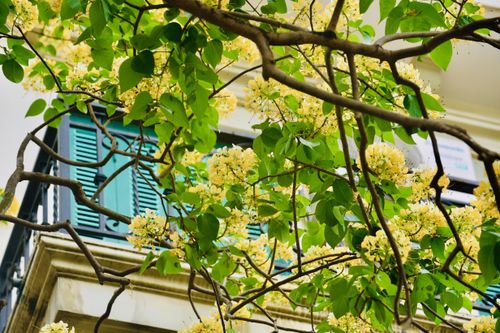 Cây bún 'độc nhất vô nhị' ở Hà Nội bung mùa hoa mới