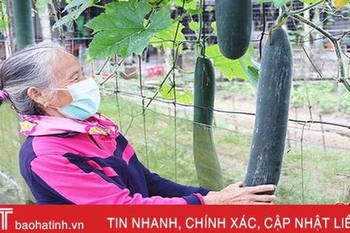 Bí xanh Tượng Sơn đang... bí!