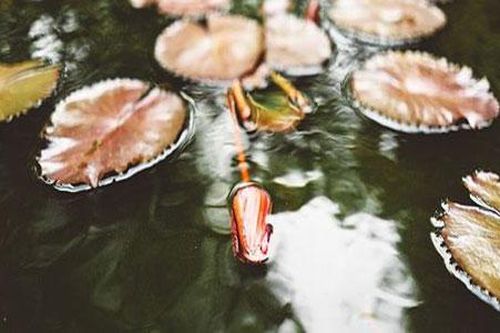 Bí ẩn nơi thực vật bị chôn vùi hàng trăm năm vẫn có thể hồi sinh