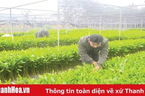 Toàn tỉnh trồng mới và trồng lại 2.500 ha rừng