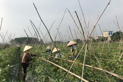 Mai Sơn đẩy mạnh phát triển sản xuất nông nghiệp hàng hóa