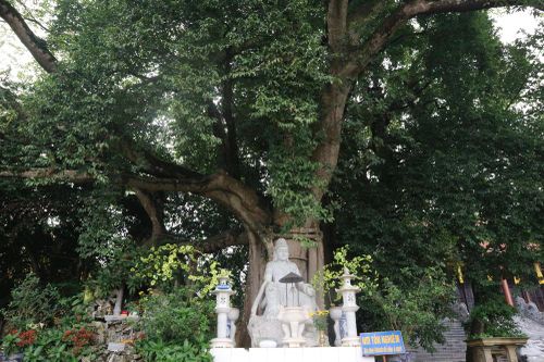 Cổ tự núi Đầu Rồng
