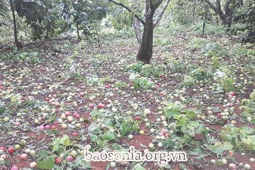 Mưa đá, gió lốc làm thiệt hại nhiều tài sản, hoa màu của người dân