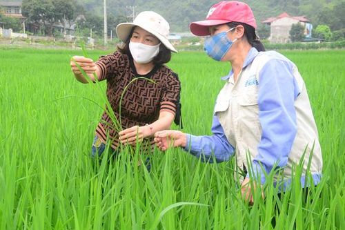 Kiểm soát sâu, bệnh hại lúa xuân