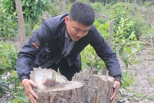 Bắt giữ đối tượng bị truy nã về tội hủy hoại rừng