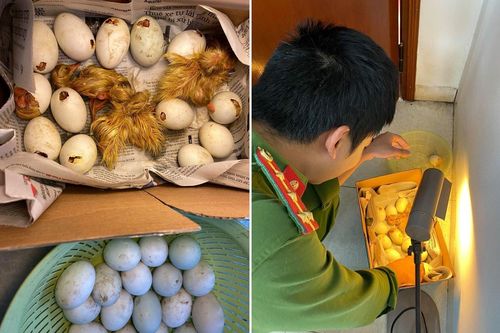 Dân tặng quà quý, chiến sĩ công an thành 'bảo mẫu' bất đắc dĩ của đàn vịt