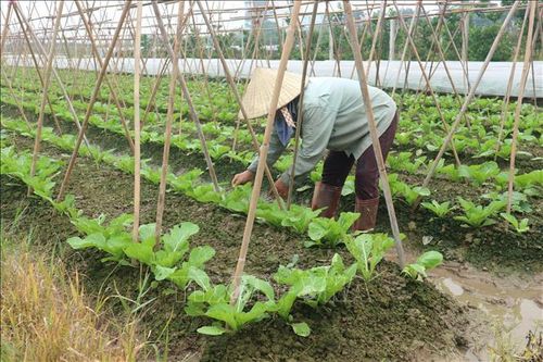 Sức sống trên những cánh đồng mùa dịch