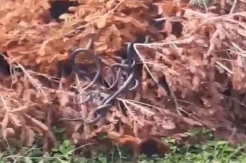 Đàn rắn lổm ngổm bò ra từ cây khô khiến người phụ nữ trẻ 'sốc nặng'