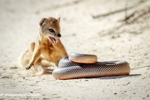Đại chiến giữa rắn và cầy mangut: Con mồi lật ngược tình thế