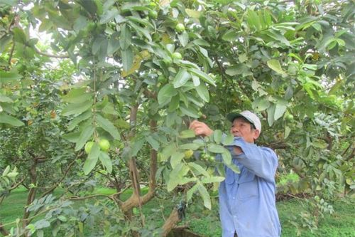 Hà Nội: Vựa ổi sạch ven sông Hồng thu 40 tỷ đồng/năm