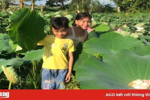 Trồng sen trên đất ruộng