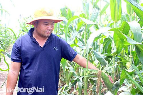Trồng cây bắp Mỹ, lời 5 triệu đồng/sào