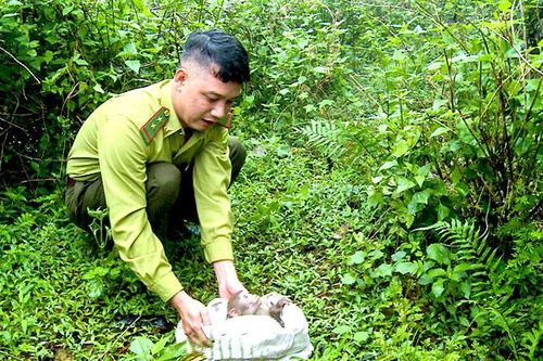 Thả cá thể khỉ vàng quý hiếm về tự nhiên