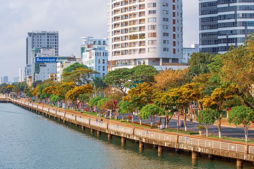 Mùa hoa sưa rực vàng ở Đà Nẵng