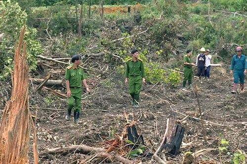 Xử phạt đối tượng phá rừng trái phép 85 triệu đồng