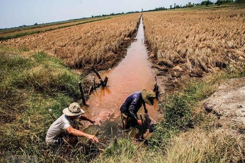 Hỗ trợ 8 tỉnh ĐBSCL 530 tỷ đồng phòng chống hạn, mặn