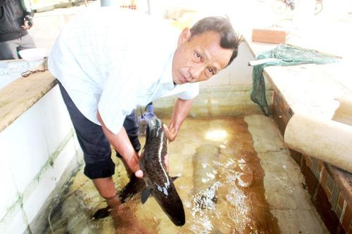 'Vua cá chình' đầm Trà Ổ