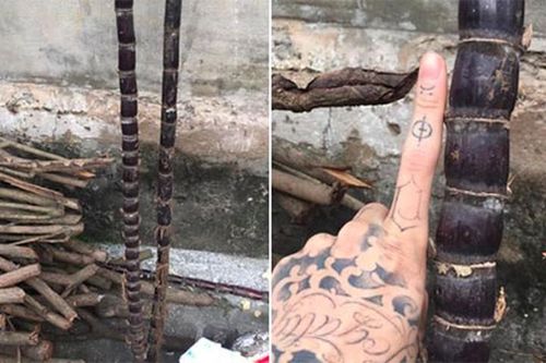 Nhờ em trai đi mua mía, choáng váng khi nhận về 'cây tre trăm đốt'