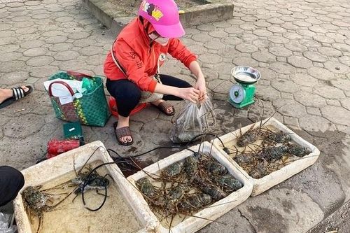 Hải sản 'nhà giàu' rẻ chưa từng có, bán la liệt vỉa hè