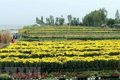 Nhân giống hoa cúc quy mô lớn bằng phương pháp vi thủy canh