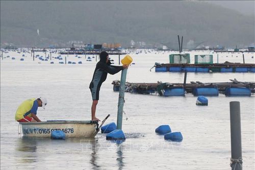 Cảnh báo dấu hiệu bất thường môi trường nước ở một số vùng nuôi tôm hùm tại Phú Yên