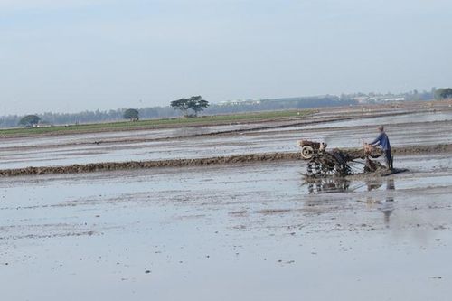 Phòng, ngừa dịch hại trên lúa hè thu 2020