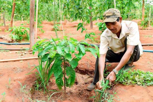 Mưa lớn 'giải hạn' cho cây trồng trên địa bàn Gia Lai