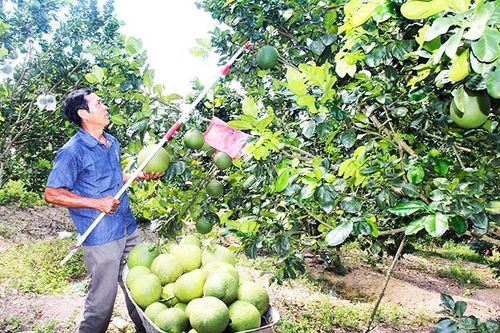 Xã Khánh Nam: Nhiều cựu chiến binh chuyển đổi cây trồng