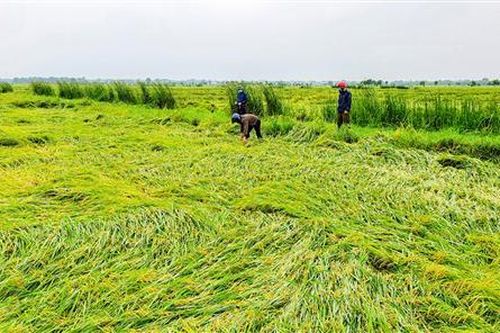 Hơn 3.000 ha lúa bị đổ ngã do mưa lớn và gió mạnh