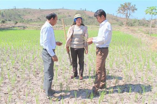 Hướng Hóa: Chuyển đổi khoảng 200 ha lúa nước sang trồng ngô và các loại rau màu