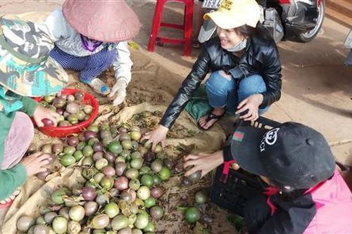 Hợp tác xã thu mua chanh leo cho người dân