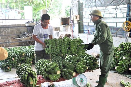 Đầu ra cho sản phẩm chuối tây gặp 'khó'