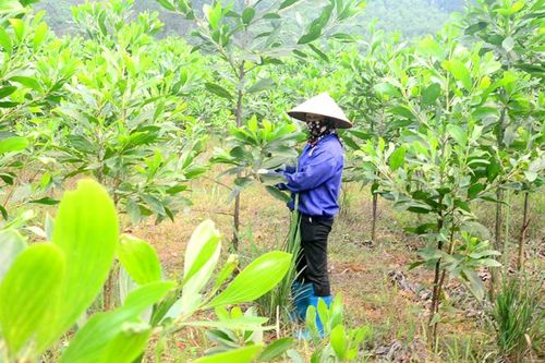 Tập trung trồng rừng và chăm sóc rừng non