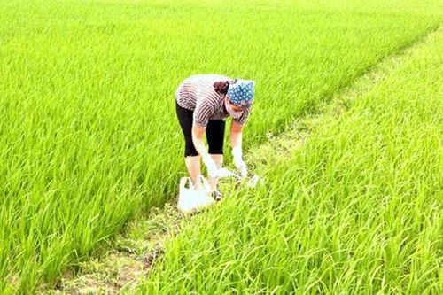Tập trung chăm sóc và phòng trừ sâu bệnh cho vụ xuân 2020