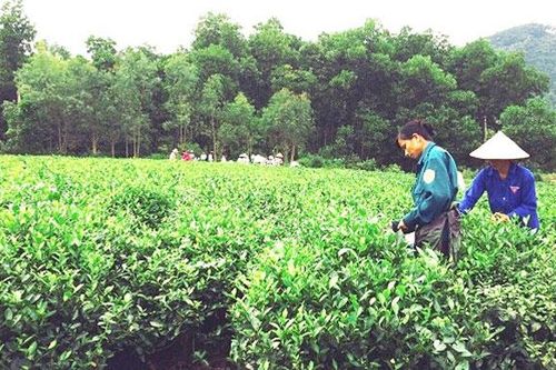 Trà '4 sao' trên đất đồi gò
