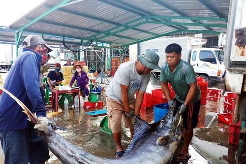 Quảng Ngãi: Ảnh hưởng Covid-19, giá cá giảm từ 50 - 70%