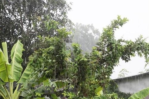 ĐBSCL đón những 'cơn mưa vàng' đầu mùa