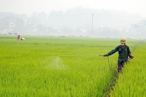 Phòng, chống bệnh hại lúa đông xuân