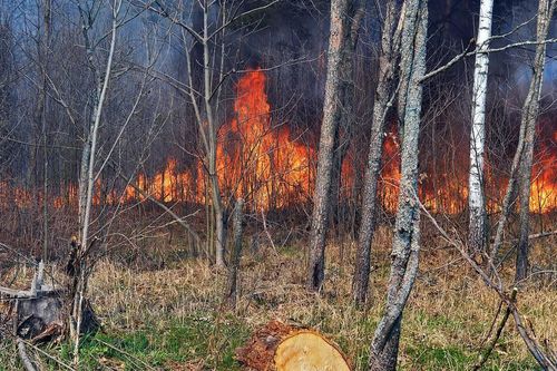 Tình hình bức xạ ở khu vực Chernobyl 'ổn định' trong đám cháy rừng suốt 10 ngày qua